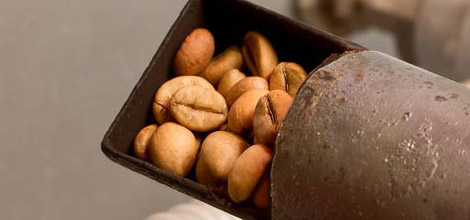 Palone ziarna &mdash; ciemno palone zawierają mniej kofeiny