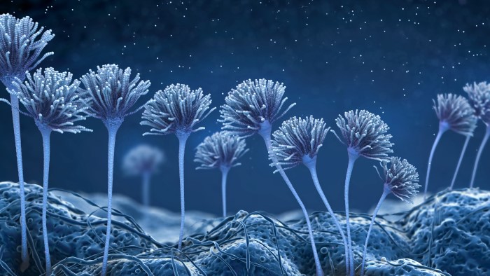 Oczyszczacz powietrza - skuteczny spos&oacute;b walki z pleśnią