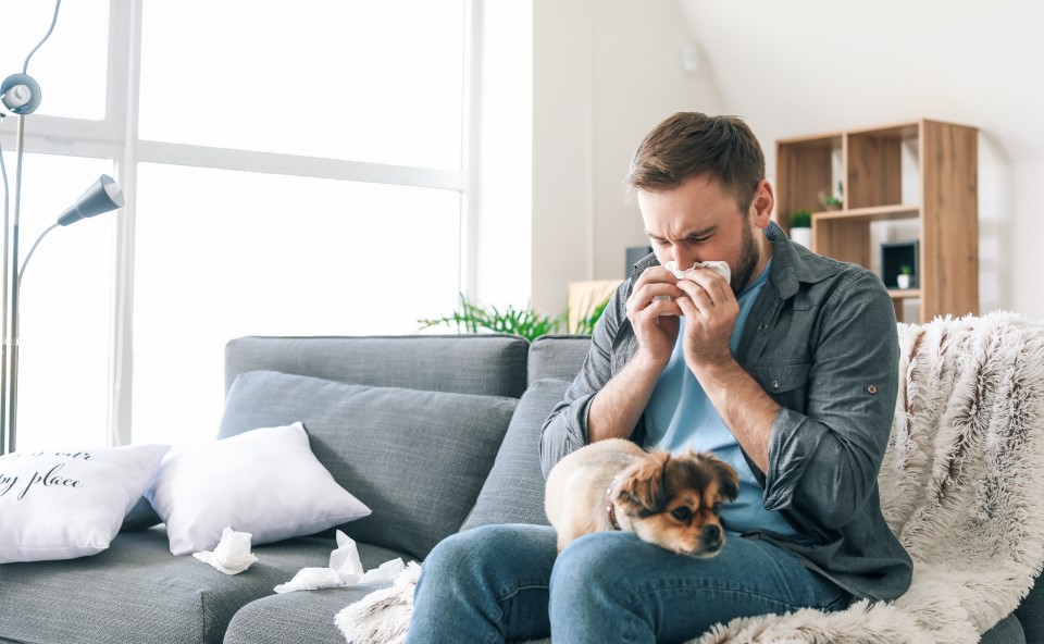 Uczulony mężczyzna mocno kichający od domowych alegen&oacute;w .