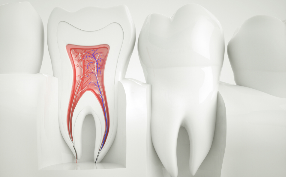 Przekr&oacute;j pokazujący, jak są zbudowane zęby